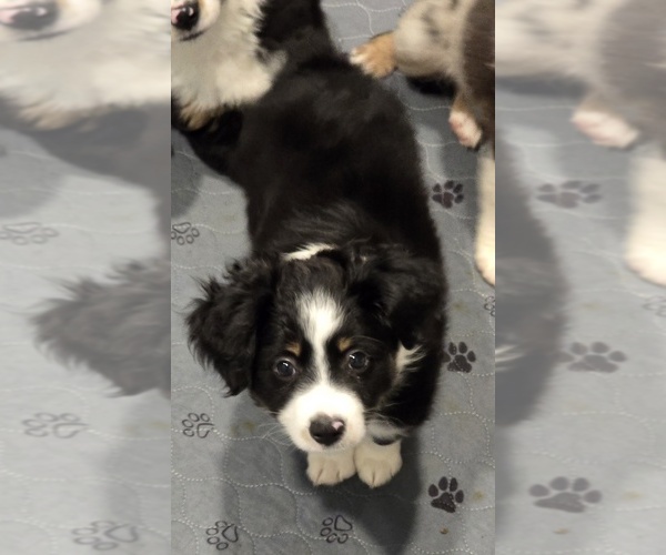 Medium Photo #2 Miniature Australian Shepherd Puppy For Sale in WADESBORO, NC, USA