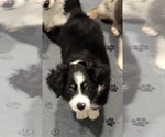 Small #1 Miniature Australian Shepherd