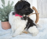 Small Photo #4 Pom-A-Poo Puppy For Sale in HONEY BROOK, PA, USA