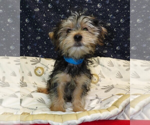 Medium Photo #2 Yo-Chon Puppy For Sale in PATERSON, NJ, USA