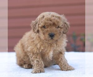 Goldendoodle-Poodle (Miniature) Mix Puppy for Sale in LITITZ, Pennsylvania USA