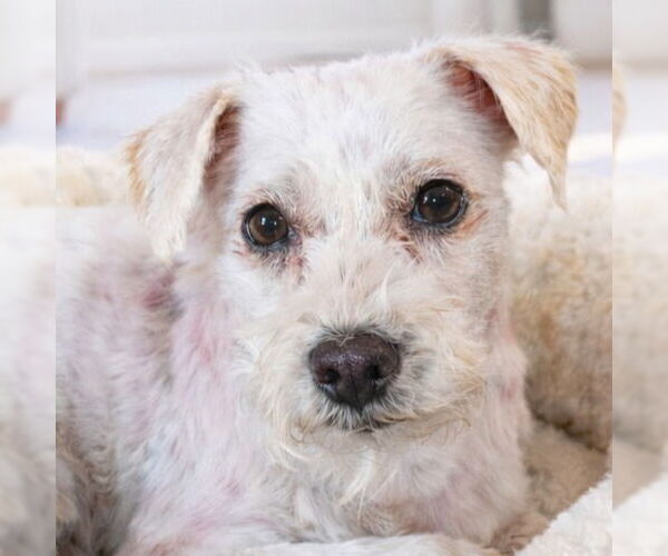 Medium Photo #9 Mutt Puppy For Sale in Lake Forest, CA, USA