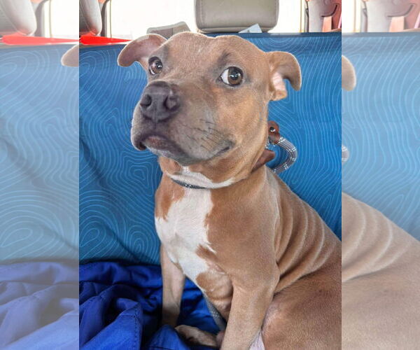 Medium Photo #2 American Staffordshire Terrier-Unknown Mix Puppy For Sale in Oakhurst, NJ, USA