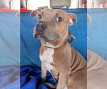 Small #1 American Staffordshire Terrier Mix