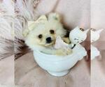 Small Photo #23 Pomeranian Puppy For Sale in PEMBROKE PINES, FL, USA