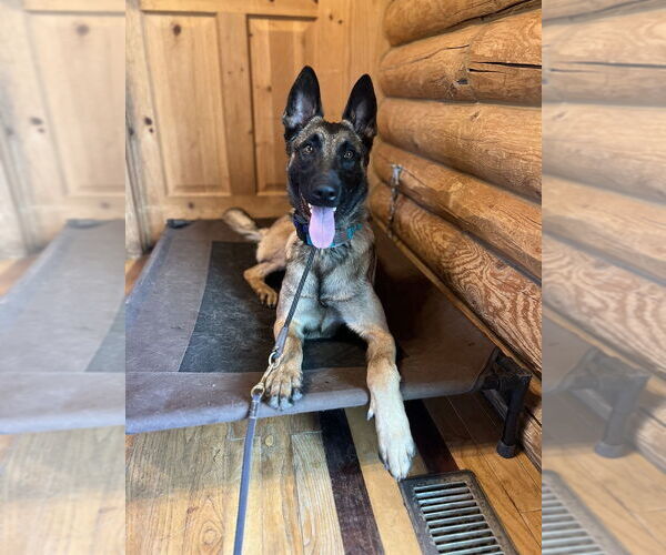 Medium Photo #5 Mutt Puppy For Sale in Imlay City, MI, USA