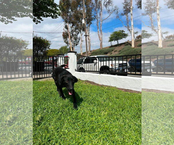 Medium Photo #6 Labrador Retriever-Unknown Mix Puppy For Sale in San Diego, CA, USA