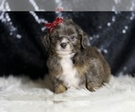 Puppy Colleen Goldendoodle (Miniature)