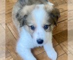 Small #3 Great Pyrenees Mix