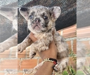 French Bulldog Puppy for sale in BEVERLY HILLS, CA, USA
