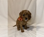Small #7 Cavalier King Charles Spaniel