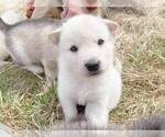 Small Photo #6 Alusky Puppy For Sale in BRADENTON, FL, USA