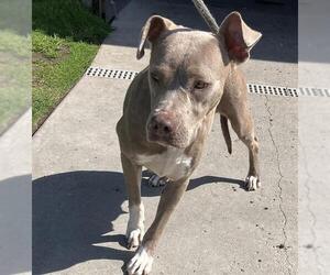 Mutt Dogs for adoption in Camarillo, CA, USA