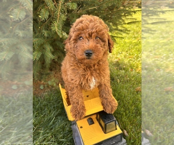 Medium Photo #2 Goldendoodle (Miniature) Puppy For Sale in MIDDLEBURY, IN, USA