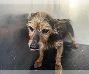 Mutt Dogs for adoption in Grand Prairie, TX, USA