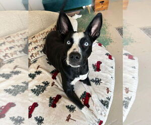 Borador Dogs for adoption in GILBERTS, IL, USA