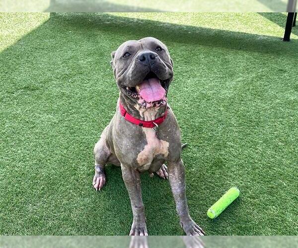 Medium Photo #1 American Pit Bull Terrier Puppy For Sale in Orange, CA, USA