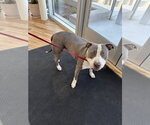 Small Mutt