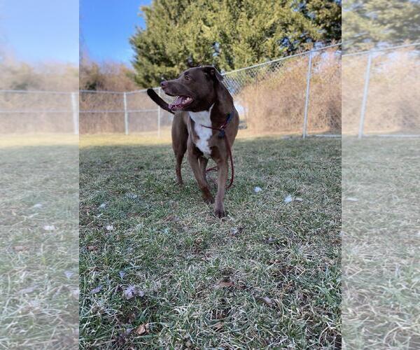 Medium Photo #2 Eurasier-Labrador Retriever Mix Puppy For Sale in Front Royal, VA, USA
