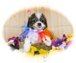 Small Photo #7 Shorkie Tzu Puppy For Sale in HAMMOND, IN, USA