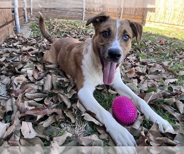 Medium Photo #3 Australian Shepherd-Unknown Mix Puppy For Sale in Plano, TX, USA