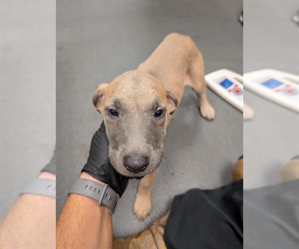 Medium Photo #1 Black Mouth Cur-Labrador Retriever Mix Puppy For Sale in Corpus Christi, TX, USA