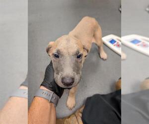 Black Mouth Cur-Labrador Retriever Mix Dogs for adoption in Corpus Christi, TX, USA