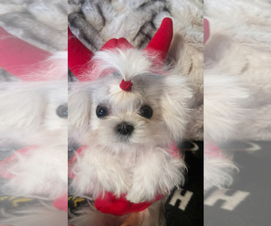 Maltese Puppy for sale in BEVERLY HILLS, CA, USA