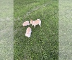 Small #3 Pomeranian