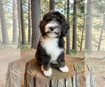 Puppy OREO Bernedoodle