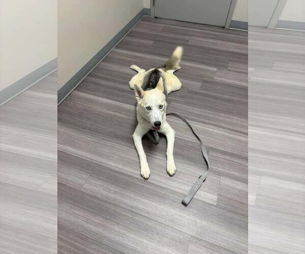 Medium Photo #10 Siberian Husky-Unknown Mix Puppy For Sale in Gretna, NE, USA