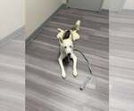 Small #9 Siberian Husky Mix