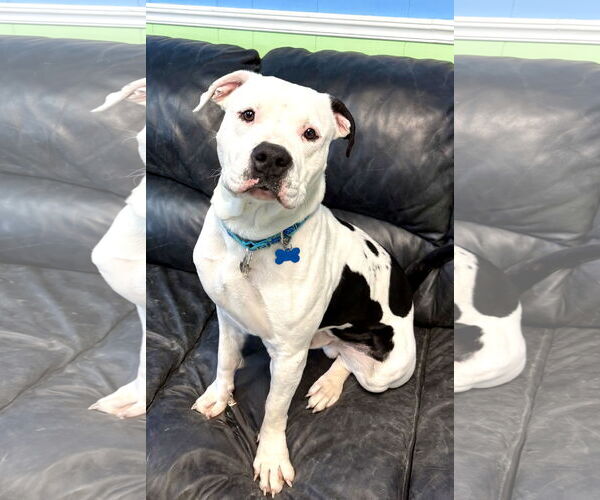 Medium Photo #2 American Bulldog-Unknown Mix Puppy For Sale in Spring Lake, NJ, USA