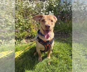 Peanut (AL) - Male Labrador Retriever-Unknown Mix Dog for Adoption - Photo #2