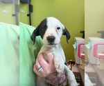Small #3 Borador