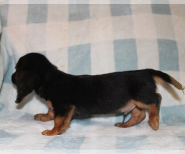Medium Photo #5 Dachshund Puppy For Sale in BLMGTN, IN, USA