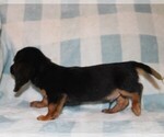 Small #4 Dachshund