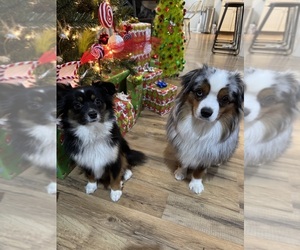 Mother of the Miniature Australian Shepherd puppies born on 03/02/2026