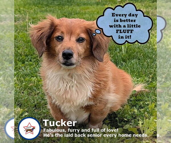 Medium Photo #5 Dachshund Puppy For Sale in Shelbyville, TN, USA