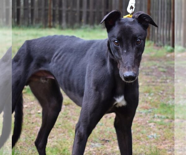 Medium Photo #2 Greyhound Puppy For Sale in Cherry Hill, NJ, USA