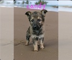 Small Photo #4 German Shepherd Dog Puppy For Sale in KELLER, TX, USA