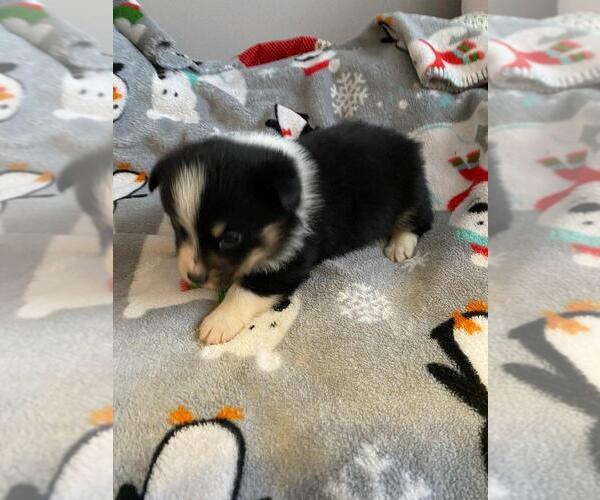 Medium Photo #4 Augi Puppy For Sale in BRIGGSDALE, CO, USA