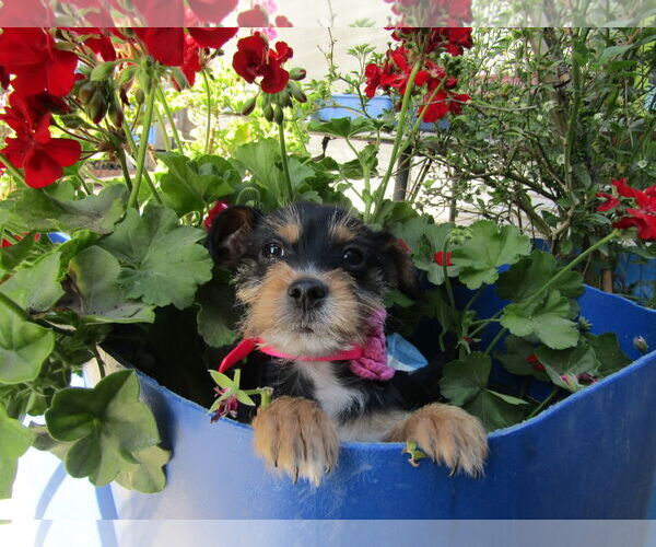 Medium Photo #3 Mutt Puppy For Sale in San Diego, CA, USA