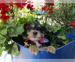 Small #2 Mutt