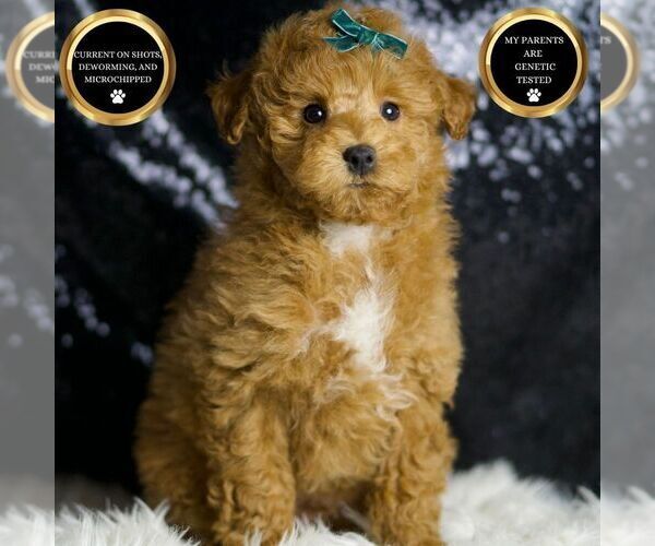Medium Photo #1 Maltipoo Puppy For Sale in WARSAW, IN, USA