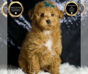 Maltipoo Puppy for sale in WARSAW, IN, USA