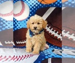 Small Photo #6 Poodle (Toy) Puppy For Sale in KINZERS, PA, USA