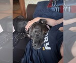 Small Photo #4 Staffordshire Bull Terrier-Unknown Mix Puppy For Sale in Brewster, NY, USA