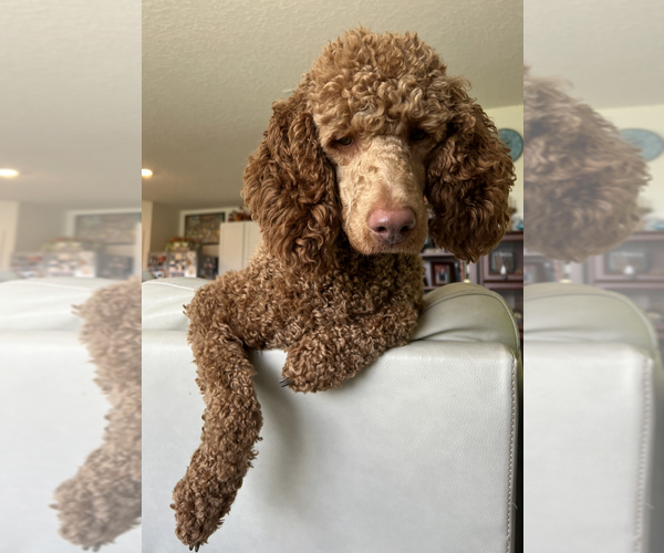 Medium Photo #12 Goldendoodle Puppy For Sale in LAKEWOOD RANCH, FL, USA