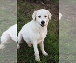 Small #4 Great Pyrenees